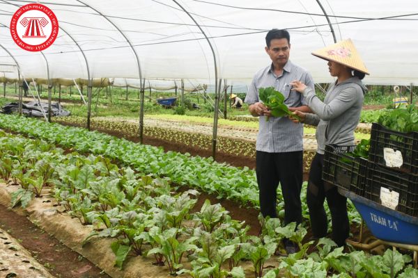 Nội dung kê khai trong hồ sơ đăng ký hợp tác xã là giả có bị thu hồi Giấy chứng nhận đăng ký hợp tác xã không?