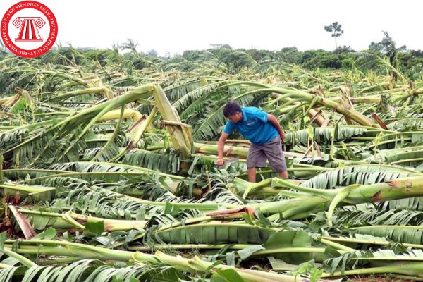 Doanh nghiệp bị thiệt hại về tài sản do bão Yagi gây ra thì có được xem xét khoanh nợ không tính lãi không?