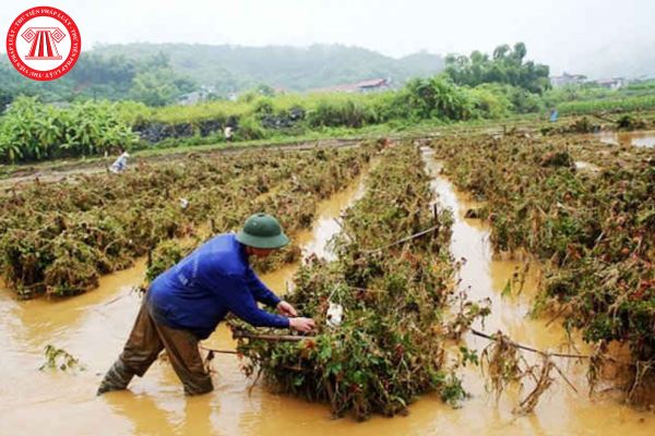 Mức hỗ trợ đối với diện tích ngô và rau màu các loại bị thiệt hại do bão Yagi gây ra là bao nhiêu?