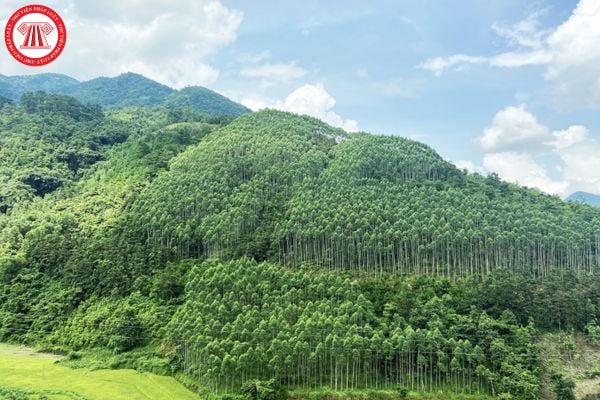 Mẫu báo cáo tình hình quản lý và sử dụng nguồn tài chính của Quỹ bảo vệ và phát triển rừng mới nhất là Mẫu nào?