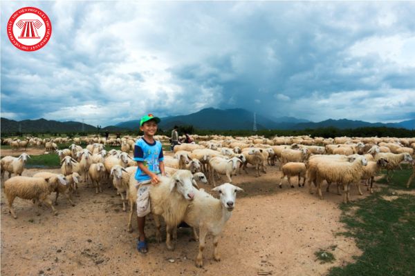 Mẫu bản thuyết minh về điều kiện chăn nuôi mới nhất là mẫu nào? Bản thuyết minh về điều kiện chăn nuôi nằm trong thành phần hồ sơ nào?