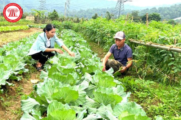 Việc tập trung đất nông nghiệp cần phải đảm bảo những nguyên tắc nào? Ủy ban nhân dân các cấp có trách nhiệm gì?