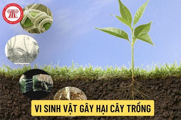 Sinh vật gây hại trên nhóm cây rau gồm những loại nào? Có thể tiến hành điều tra sinh vật gây hại bổ sung khi nhận thấy tình hình cần thiết hay không?