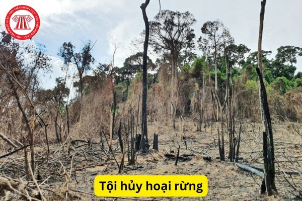 Tội hủy hoại rừng
