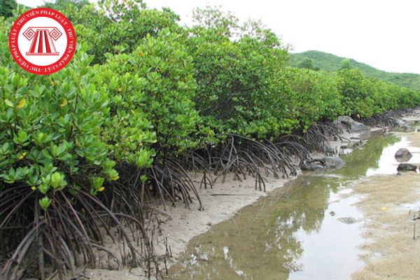 Việc khoán bảo vệ rừng và khoanh nuôi tái sinh tự nhiên rừng ven biển được thực hiện thông qua phương thức nào?