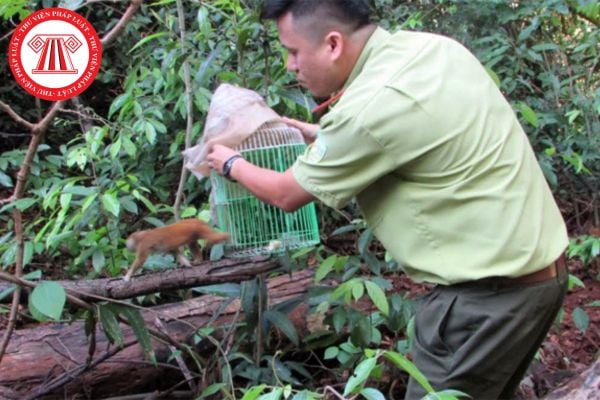 Trình tự thực hiện thủ tục phê duyệt phương án khai thác động vật rừng thông thường từ tự nhiên gồm các bước nào?