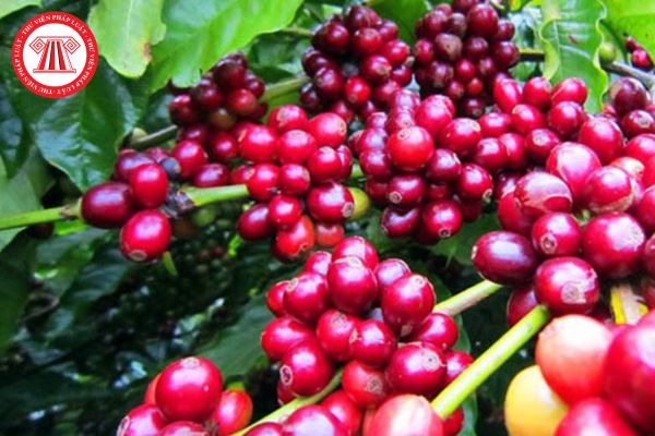 Quả cà phê được chế biến theo mấy hệ thống? Những thực hành nào được khuyến cáo để giảm sự phát triển và sinh bào tử của nấm sản sinh OTA trên cây và nhân cà phê?