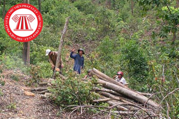 Khai thác gỗ rừng trồng thông thường do Nhà nước là đại diện chủ sở hữu có thuộc trường hợp phê duyệt phương án khai thác hay không?