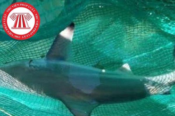 Có bị xem là vi phạm quy định về quản lý các loài thủy sản nguy cấp, quý, hiếm khi tự ý khai thác cá mập trắng lớn để lấy vi cá bán hay không?