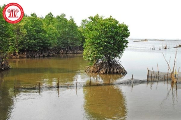 Hộ gia đình không sinh sống trong khu vực rừng phòng hộ thì có được mua đất nông nghiệp trong khu vực đó hay không?