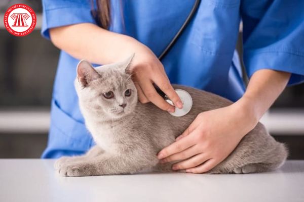 Bác sĩ thú y có thể hành nghề thú y dưới những loại hình nào? Hành nghề chẩn đoán, chữa bệnh động vật thì cần có bằng cấp gì?