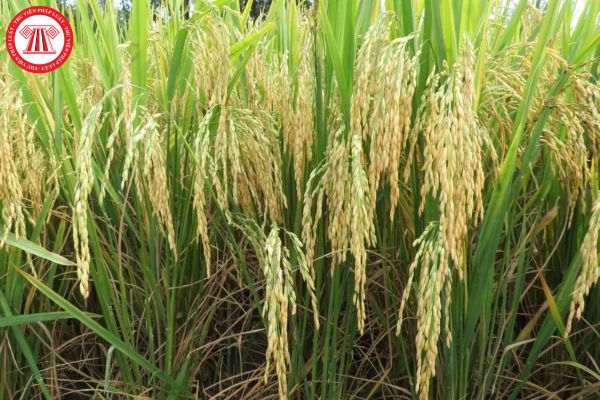 Hạt giống lúa lai F1 là gì? Bố trí thời vụ gieo trồng hạt giống lúa lai F1 dòng bố mẹ như thế nào?
