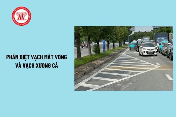 Phân biệt vạch mắt võng và vạch xương cá theo quy chuẩn quốc gia? Mức phạt lỗi đè vạch mắt võng, vạch xương cá?