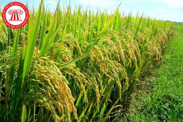Trong quy trình sản xuất hạt giống lúa lai việc thu hoạch, bảo quản và thời gian gieo trồng khi nhân dòng bố mẹ trong quy trình được thực hiện như thế nào?