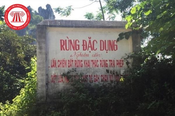 Ranh giới rừng 4