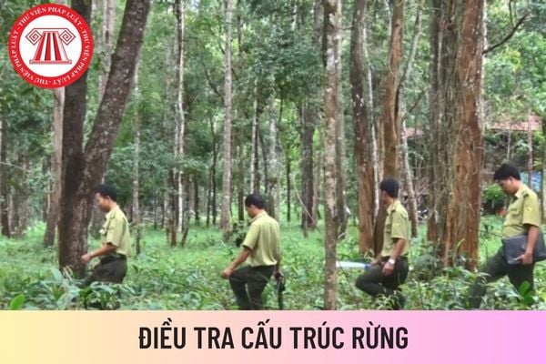 cấu trúc rừng