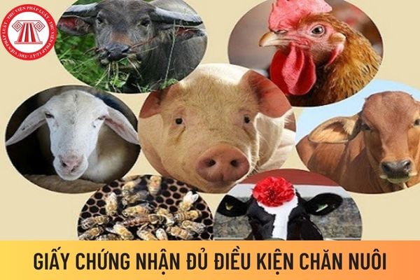 Chăn nuôi 2