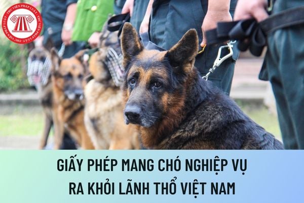 chó nghiệp vụ