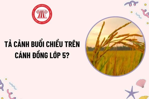 Tả cảnh buổi chiều trên cánh đồng lớp 5? Học sinh lớp 5 cần đạt yêu cầu về viết đoạn văn như thế nào?