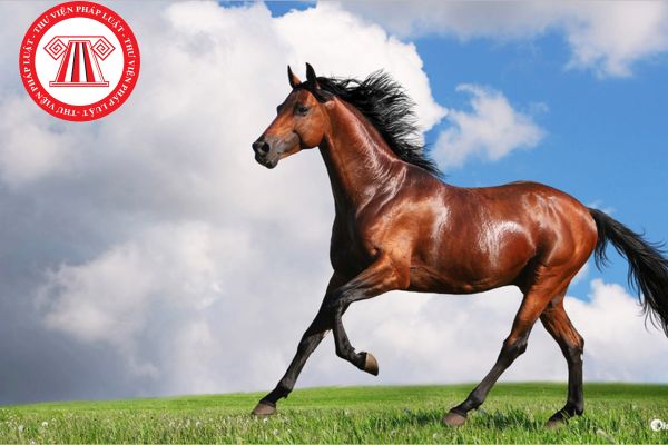 Đặc trưng của bệnh tỵ thư ở ngựa là gì? Triệu chứng lâm sàng của ngựa khi mắc bệnh tỵ thư là gì?