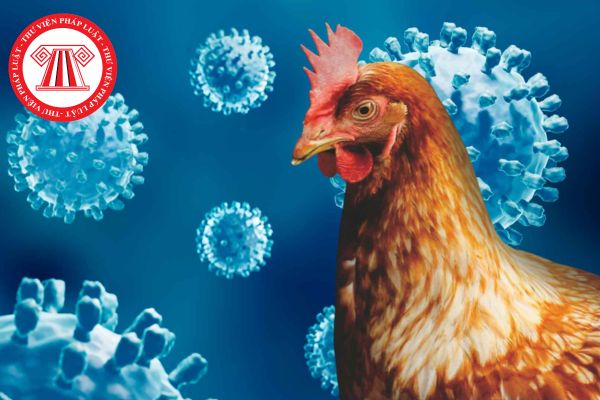 Vì sao gà bị bệnh Cúm gia cầm phải cách ly? Chăn thả gà bị bệnh Cúm gia cầm ở bãi chăn chung bị xử phạt hành chính bao nhiêu tiền? 