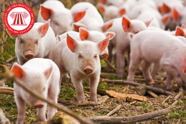 Lợn mắc bệnh dịch tả lợn Châu Phi có triệu chứng lâm sàng như thế nào? Lợn mắc bệnh Dịch tả lợn Châu Phi được tiêu hủy được thực hiện như thế nào?