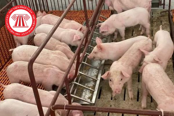 Cá nhân có được sử dụng chất cấm trong chăn nuôi lợn không?Cá nhân có được sử dụng chất cấm trong chăn nuôị lợn phạt bao nhiêu?