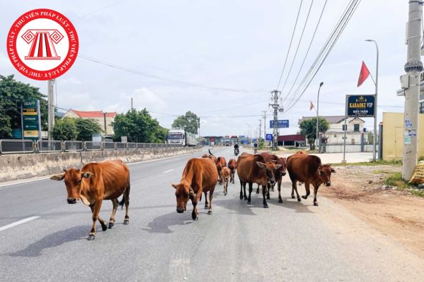 Thả rông trâu bò gây tai nạn giao thông chủ vật nuôi có phải chịu trách nhiệm bồi thường thiệt hại?