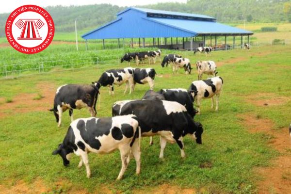 Cá nhân chăn nuôi trang trại quy mô lớn có được phép sử dụng kháng sinh trong thức ăn chăn nuôi nhằm mục đích kích thích sinh trưởng không?