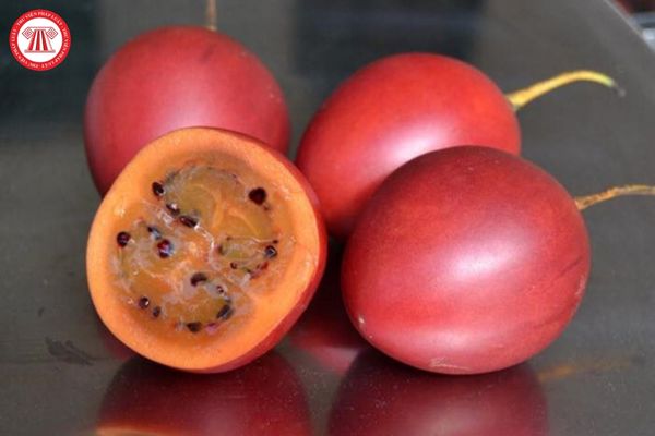 Cà chua thân gỗ quả tươi hạng đặc biệt có được bị ẩm bất thường không? Cà chua thân gỗ quả tươi hạng đặc biệt trong mỗi bao gói có cần phải đồng đều không?