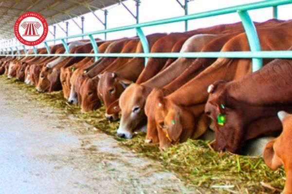Hiệp hội Chăn nuôi gia súc lớn Việt Nam có quyền đại diện cho Hội viên kiến nghị với Nhà nước về chính sách phát triển chăn nuôi không?
