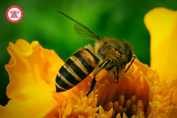 Hội Nuôi ong Việt Nam có được đại diện cho hội viên phản biện với các cơ quan Nhà nước về chính sách phát triển ngành ong không?
