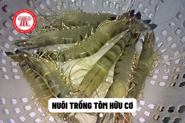 nuôi trồng tôm hữu cơ