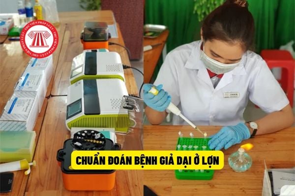 Sử dụng phương pháp Nested PCR để chẩn đoán bệnh giả dại ở lợn thì cần xử lý mẫu bệnh phẩm như thế nào?