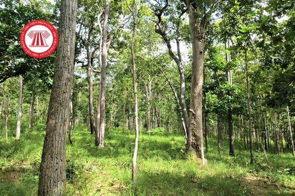 Trách nhiệm của chủ rừng đối với Lực lượng chuyên trách bảo vệ rừng là gì? Kinh phí bảo đảm cho các hoạt động của chủ rừng quy định ra sao?