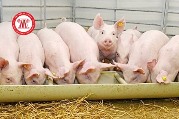 Bệnh phó thương hàn lợn là bệnh truyền nhiệm do loại vi khuẩn nào gây nên?