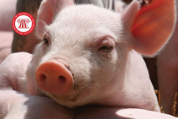 Dùng phương pháp PCR để chẩn đoán bệnh phó thương hàn lợn thì cần dùng những nguyên liệu nào?