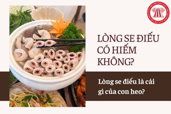Pháp luật