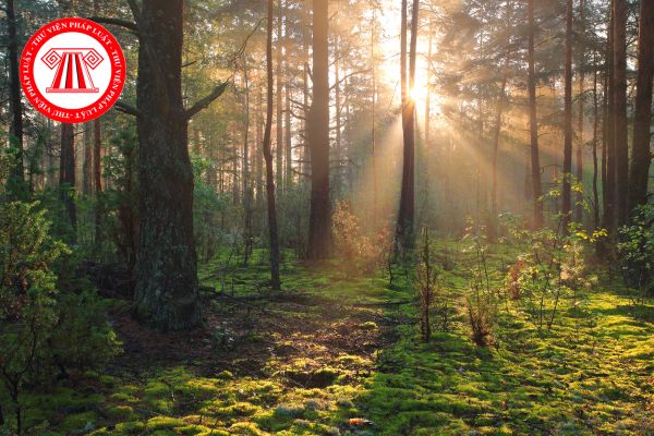 Ai phải có trách nhiệm xây dựng và thực hiện phương án quản lý rừng bền vững theo quy định của pháp luật?