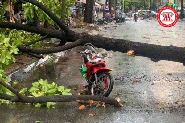 cây xanh ngã đổ