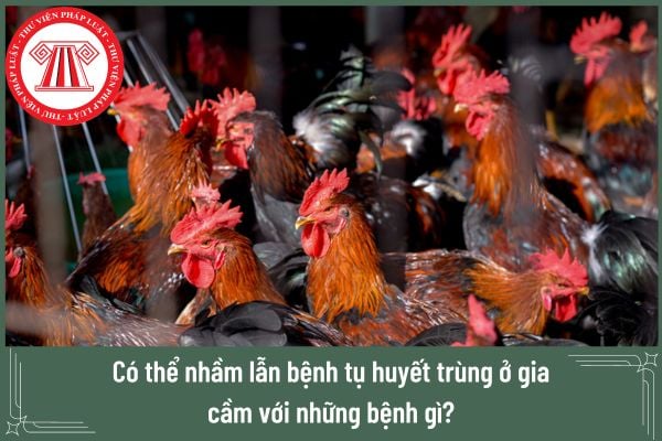 Có thể nhầm lẫn bệnh tụ huyết trùng ở gia cầm với những bệnh gì? 