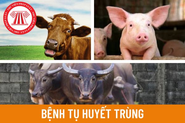 Bệnh tụ huyết trùng ở trâu, bò, lợn là bệnh gì? Khi mắc phải bệnh tụ huyết trùng thì trâu, bò, lợn sẽ có đặc điểm dịch tễ như thế nào? 