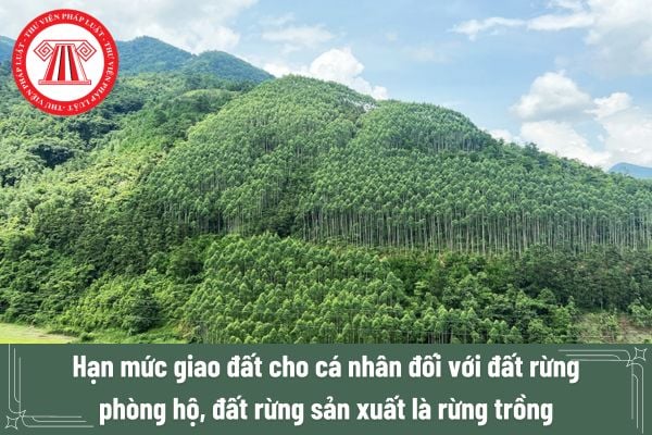 Hạn mức giao đất cho cá nhân đối với đất rừng phòng hộ, đất rừng sản xuất là rừng trồng? 