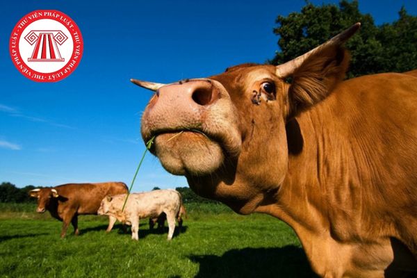 Để chẩn đoán bò có mắc bệnh lưỡi xanh hay không thì cần lấy mẫu bệnh phẩm ở bò như thế nào để xét nghiệm?
