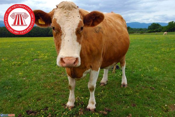 Để chiết tách ARN từ mẫu bệnh phẩm thu được ở bò có triệu chứng mắc bệnh lưỡi xanh thì cần chuẩn bị những gì?