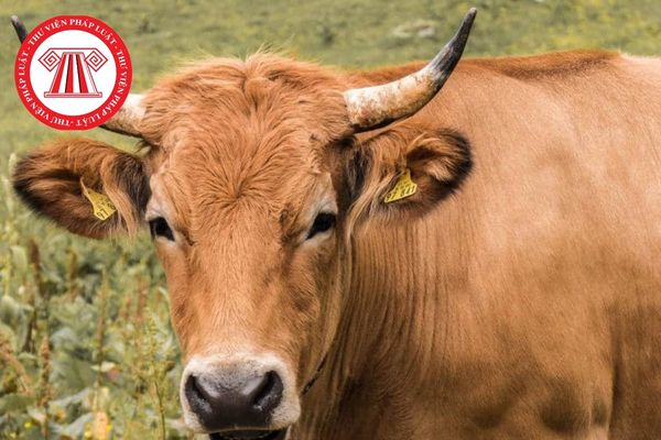 Để tiến hành phương pháp Realtime RT PCR thì cần xử lý mẫu bệnh phẩm từ bò có triệu chứng mắc bệnh lưỡi xanh như thế nào?