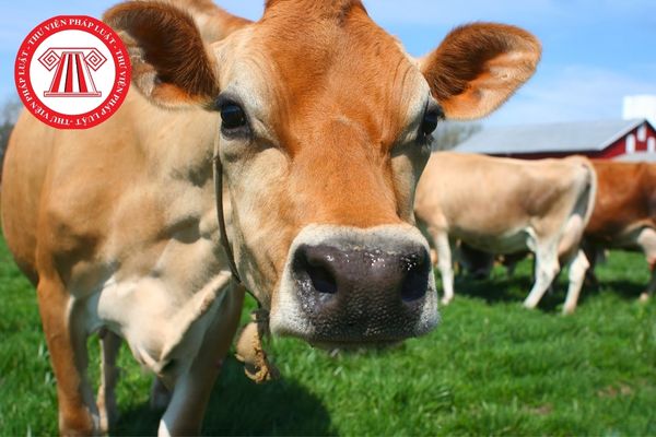 Phương pháp nuôi cấy được tiến hành theo trình tự như thế nào để có thể chẩn đoán được bệnh roi trùng ở bò?