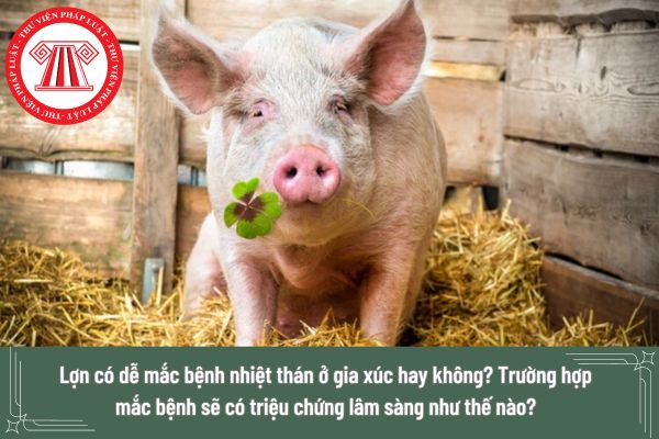 Lợn có dễ mắc bệnh nhiệt thán ở gia xúc hay không? Trường hợp mắc bệnh sẽ có triệu chứng lâm sàng như thế nào?