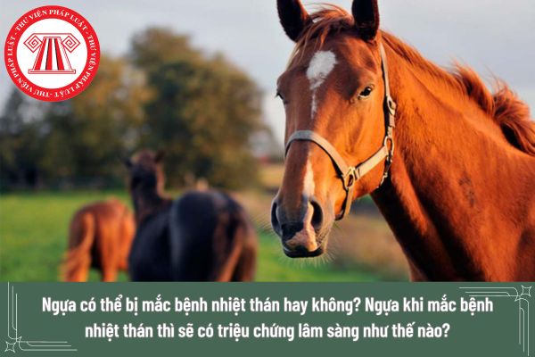 Ngựa có thể bị mắc bệnh nhiệt thán hay không? Ngựa khi mắc bệnh nhiệt thán thì sẽ có triệu chứng lâm sàng như thế nào?