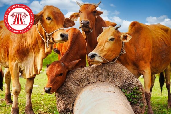 Bệnh roi trùng ở bò do tác nhân nào gây nên?